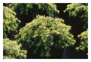 TSUGA canadensis 'Nana Gracilis'